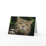 Tabby cat Birthday card