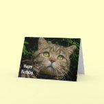 Tabby cat Birthday card