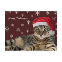 Tabby Cat Christmas Postcard.