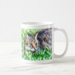 Tabby Cat Closeup Mugs