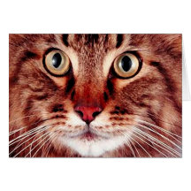 Tabby Cat  Face Greeting Card