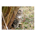 Tabby Cat Hiding Behind Tree posters