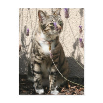 Tabby Cat in a Lavendor Bush postcards by 3kitty Tabby Cat in a Lavendor Bush postcards