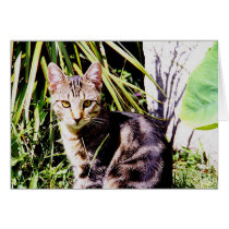 Tabby Cat in Garden cards
