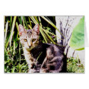 Tabby Cat in Garden cards by Chriscat Tabby Cat in Garden cards