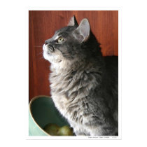 Tabby Cat in Profile posters
