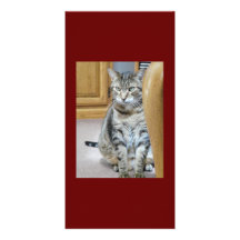 Tabby Cat Love Custom Photo Card