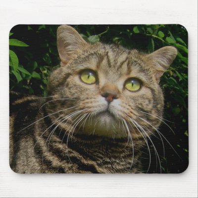 Tabby Cat mousepad by mmersdesign