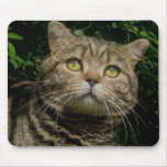 Tabby Cat mousepad
