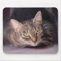 Tabby Cat mousepads