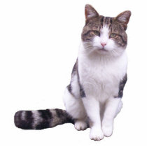 tabby cat photo sculpture