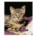 tabby cat portrait posters by spijano tabby cat portrait posters