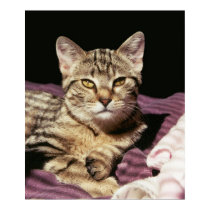 tabby cat portrait posters