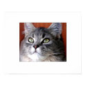 Tabby Cat Portrait posters
