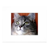 Tabby Cat Portrait posters