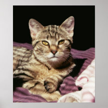tabby cat portrait print