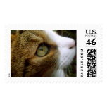 Tabby Cat Postage postage