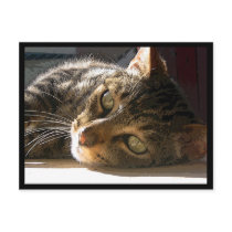 Tabby Cat postcard