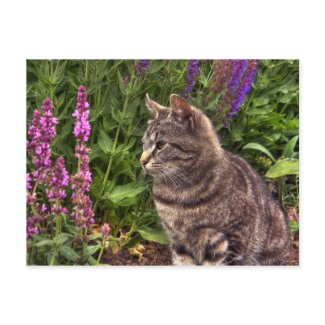 Tabby cat postcard postcard