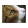 Tabby Cat Postcard
