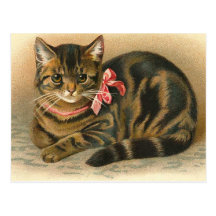 "Tabby Cat" Postcard
