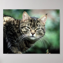 Tabby Cat Poster
