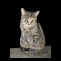 Tabby Cat posters
