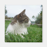 Tabby Cat Relaxing in the Grass magnets