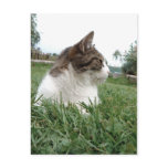 Tabby Cat Relaxing in the Grass Postcard