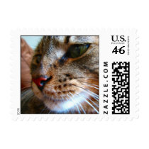 Tabby cat stamps