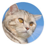 Tabby cat sticker