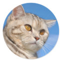 Tabby cat sticker