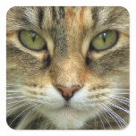 TAbby Cat Sticker