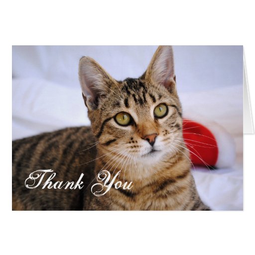 tabby-cat-thank-you-card-zazzle