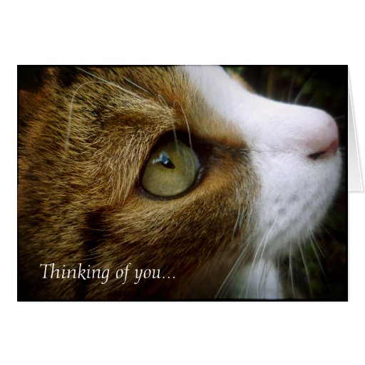 Tabby Cat - Thinking Of You Card | Zazzle