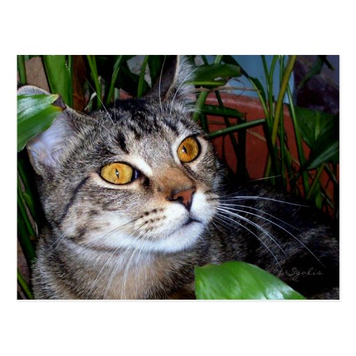 Tabby Cat with Copper Eyes Postcard Zazzle