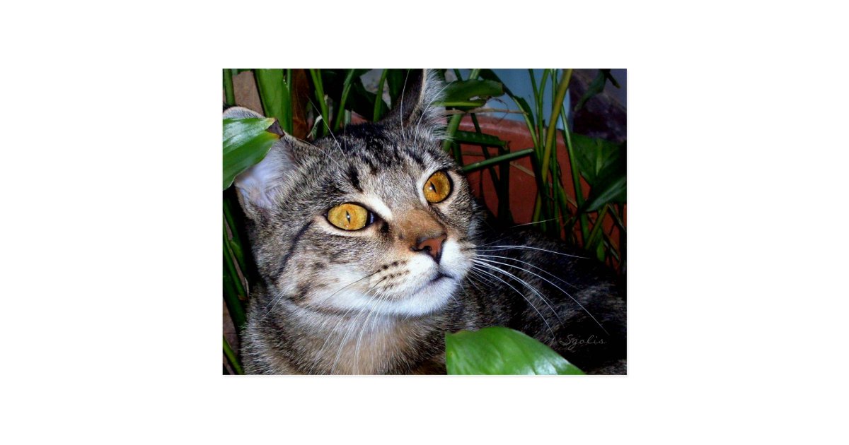 Tabby Cat with Copper Eyes Postcard Zazzle