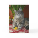 Tabby & Daffodils Notecard