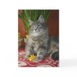 cat, feline, daffodil, kitten, persian, pet,
