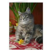 Tabby & Daffodils Notecard