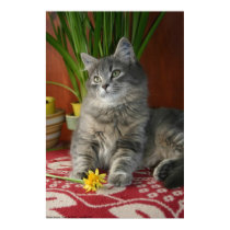 Tabby & Daffodils posters by Classic_Cat Tabby & Daffodils posters