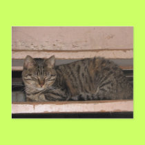 Tabby is dozing postcards