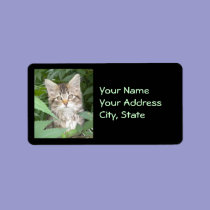 Tabby Kitten Address Labels labels