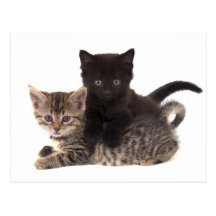 tabby kitten black kitten postcard