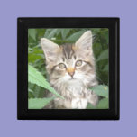 Tabby Kitten Gift Box gift boxes