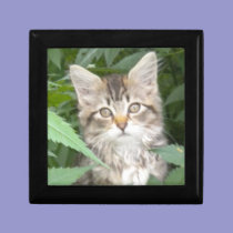 Tabby Kitten Gift Box gift boxes