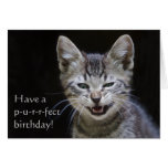 Tabby Kitten Happy Birthday Greeting Cards