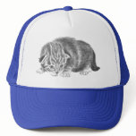 tabby kitten hats