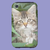 Tabby Kitten iPhone 3 case casemate cases