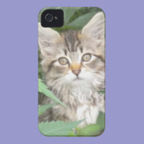 Tabby Kitten iPhone 4 case casemate cases